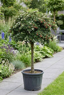 Cotoneaster suecicus 'Coral Beauty' Halbstamm
