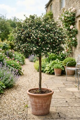 Cotoneaster nanshan 'Copra' Halbstamm