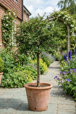 Cotoneaster nanshan 'Copra' Halbstamm