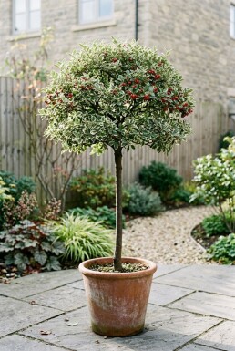 Cotoneaster suecicus 'Juliette' auf Stamm 120 cm C7,5