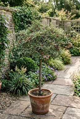 Cotoneaster suecicus 'Juliette' auf Stamm 120 cm C7,5