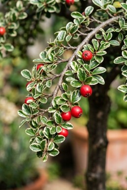 Cotoneaster suecicus 'Juliette' auf Stamm 120 cm C7,5
