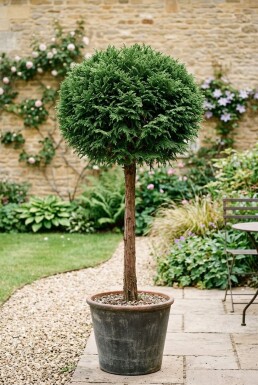 Cryptomeria japonica 'Globosa Nana' Kugel auf Stamm