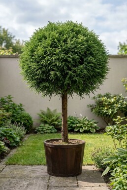 Cryptomeria japonica 'Globosa Nana' Kugel auf Stamm