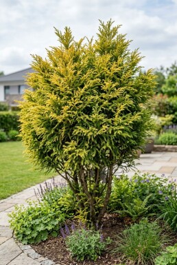 Cryptomeria japonica 'Kyara Gold' Strauch