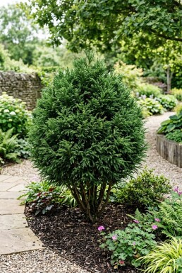 Cryptomeria japonica 'Little Champion' Strauch