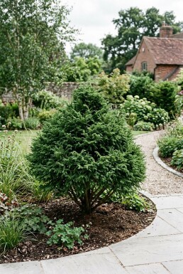 Cryptomeria japonica 'Little Champion' Strauch