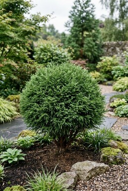 Cryptomeria japonica 'Vilmoriniana' Strauch