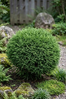 Cryptomeria japonica 'Vilmoriniana' Strauch