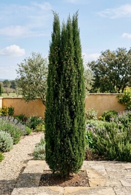 Cupressus sempervirens 'Pyramidalis' Strauch