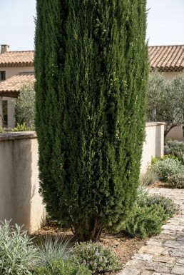 Cupressus sempervirens 'Pyramidalis' Strauch