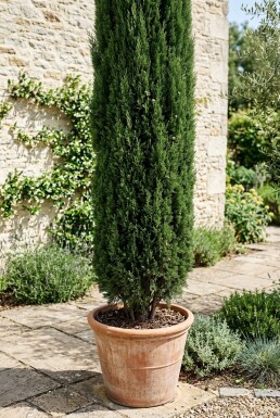 Cupressus sempervirens 'Totem' Strauch