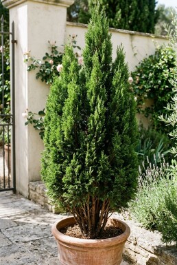 Cupressus sempervirens 'Totem' Strauch