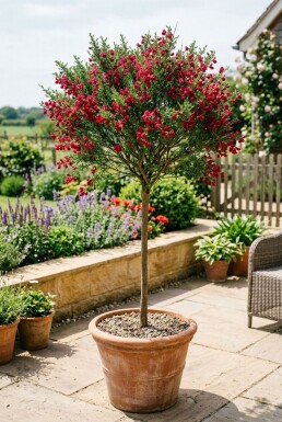 Cytisus 'Boskoop Ruby' Aufstamm