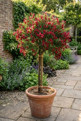 Cytisus 'Boskoop Ruby' Aufstamm
