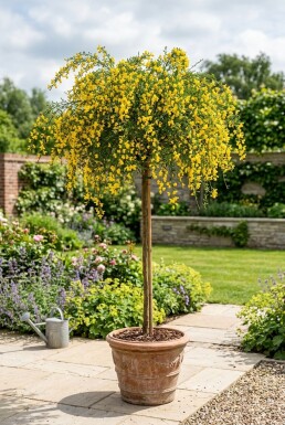 Cytisus 'Golden Tears' Aufstamm