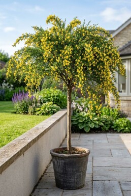Cytisus 'Golden Tears' Aufstamm