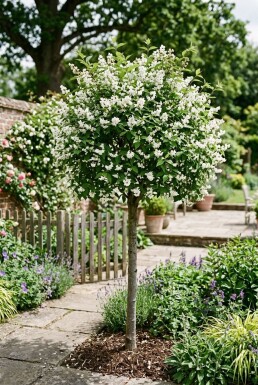 Deutzia gracilis Halbstamm