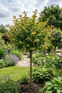 Diervilla sessilifolia 'Butterfly' Halbstamm