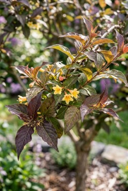 Diervilla splendens 'Diva' Halb­stamm