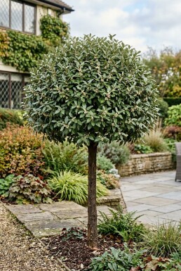 Elaeagnus ebbingei 'Compacta' Halbstamm