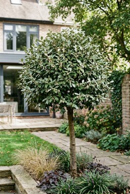 Elaeagnus ebbingei 'Compacta' Halbstamm