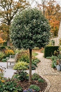 Elaeagnus ebbingei 'Compacta' Hochstamm