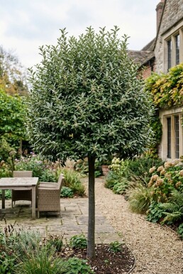 Elaeagnus ebbingei 'Compacta' Hochstamm
