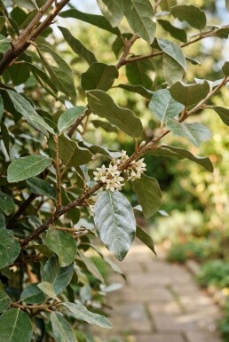 Elaeagnus ebbingei Schirm