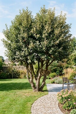 Elaeagnus ebbingei Mehrstämmig