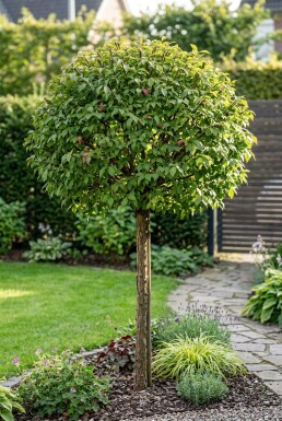 Euonymus alatus 'Compactus' Halbstamm