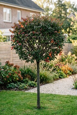 Euonymus alatus 'Compactus' Halbstamm