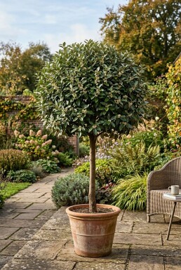 Elaeagnus ebbingei 'Compacta' Stämmchen