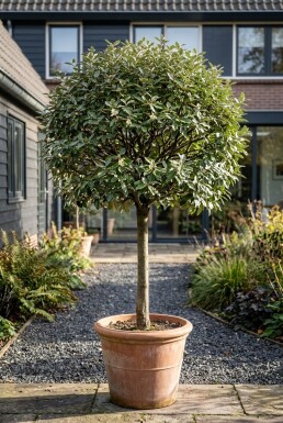 Elaeagnus ebbingei 'Compacta' Stämmchen