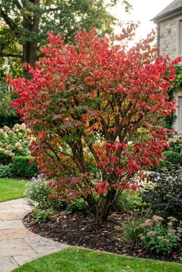 Euonymus alatus