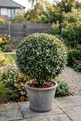 Elaeagnus ebbingei 'Compacta' Kugel