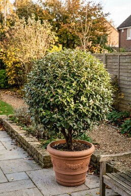 Elaeagnus ebbingei 'Compacta' Kugel