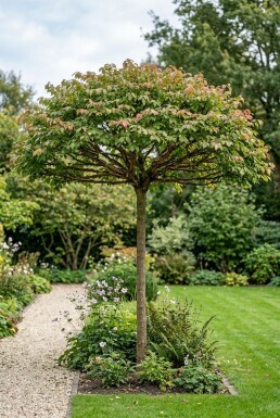 Euonymus alatus Parasol
