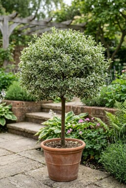 Euonymus fortunei 'Emerald Gaiety' Stämmchen