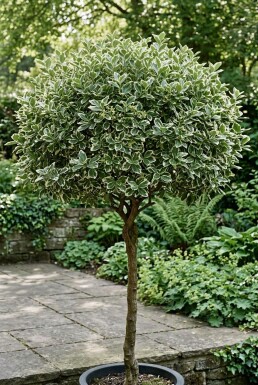 Euonymus fortunei 'Emerald Gaiety' Stämmchen