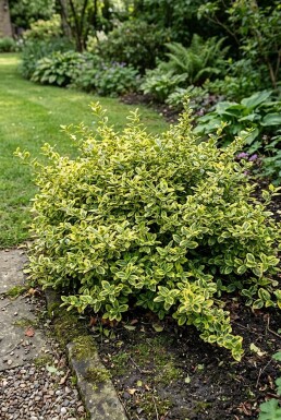 Euonymus fortunei 'Emerald 'n' Gold'