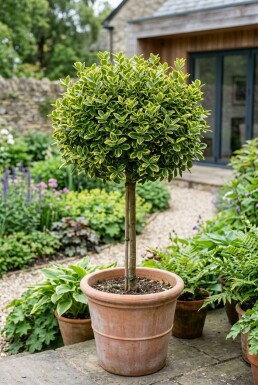 Euonymus fortunei 'Emerald 'n' Gold' auf Stamm