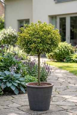 Euonymus fortunei 'Emerald 'n' Gold' auf Stamm