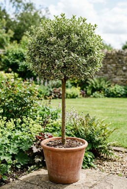 Euonymus fortunei 'Harlequin' auf Stamm