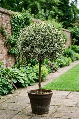 Euonymus fortunei 'Harlequin' auf Stamm