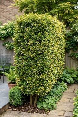 Euonymus japonicus 'Aureus' Schirm