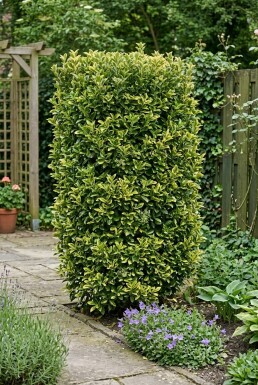 Euonymus japonicus 'Aureus' Schirm