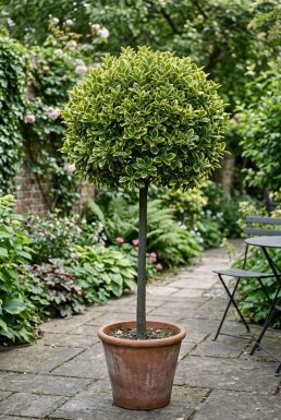Euonymus japonicus 'Aureus' auf Stamm