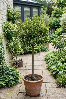 Euonymus japonicus 'Aureus' auf Stamm