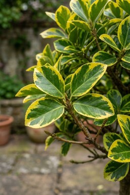 Euonymus japonicus 'Aureus' auf Stamm